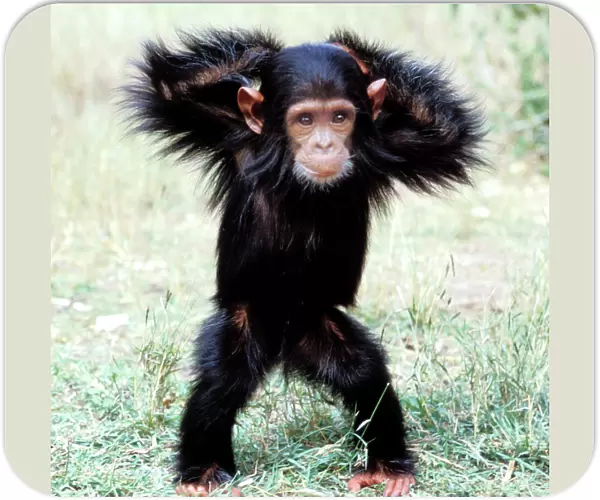Chimpanzee - young, with arms on head
