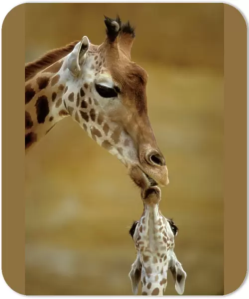 Giraffe Kissing young Giraffe
