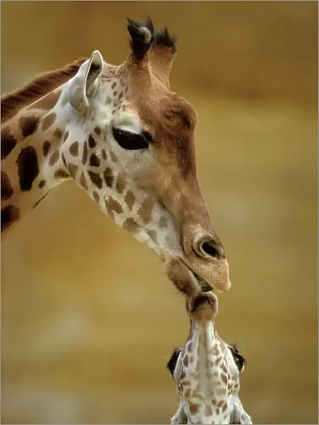 Giraffe Kissing young Giraffe