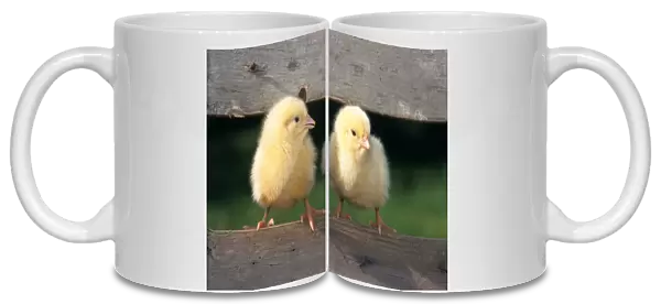 Chicken - two chicks balancing on fence