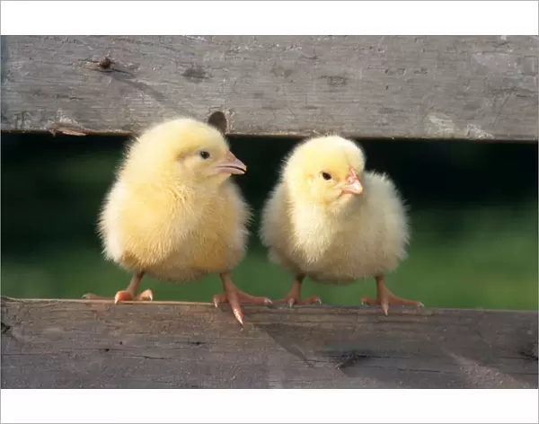 Chicken - two chicks balancing on fence
