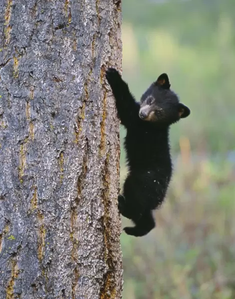 North American Black Bear Cub climbing tree