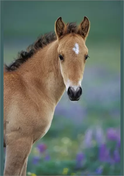 Wild Horse - Young colt amongst wildflowers Summer Western USA WH419