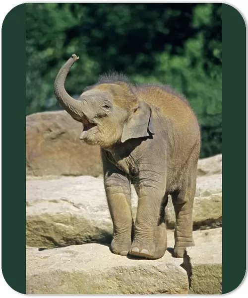 Asian Elephant - baby animal trumpeting, Emmen, Holland