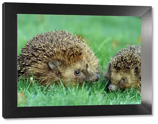 Hedgehogs - Female and juvenile in grass