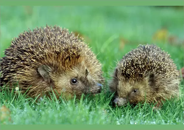 Hedgehogs - Female and juvenile in grass