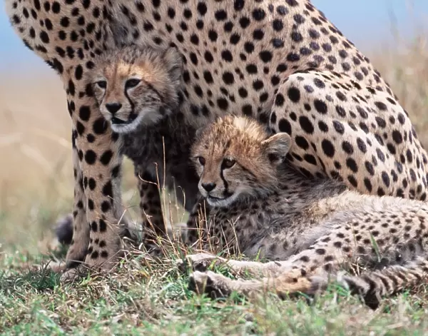 CHEETAH & two cubs sheltering with mother