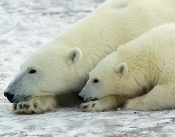 Polar Bear - adult & young