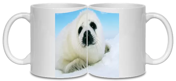 Harp Seal Pup