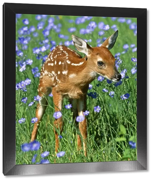 White-tailed Deer - Fawn in flowers. USA