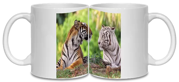 Bengal Tiger - normal & white