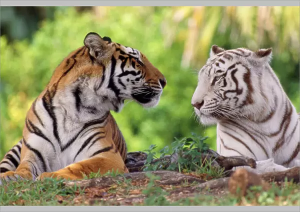 Bengal Tiger - normal & white