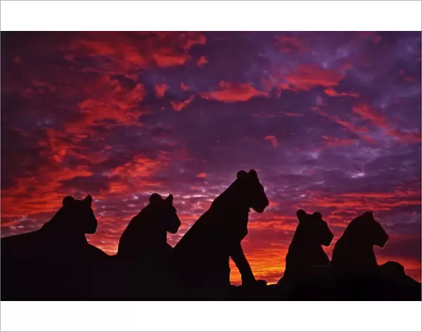 Lions at Sunset