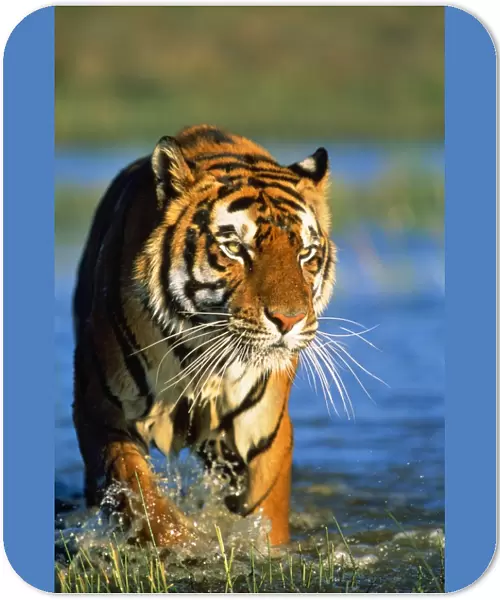 Bengal  /  Indian Tiger - walking in water