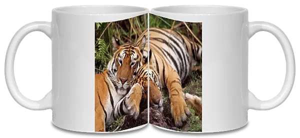 Bengal  /  Indian Tigers