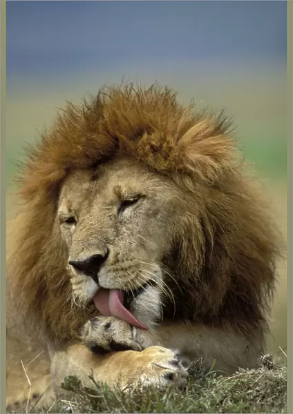 Lion - Male licking his paw. Maasai Mara, Kenya, Africa