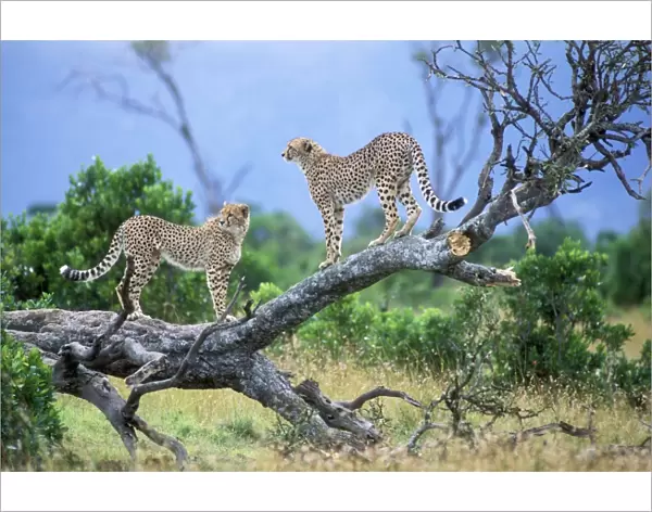 Cheetah - two on branch. Maasai Mara - Kenya