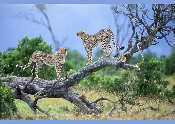 Cheetah - two on branch. Maasai Mara - Kenya