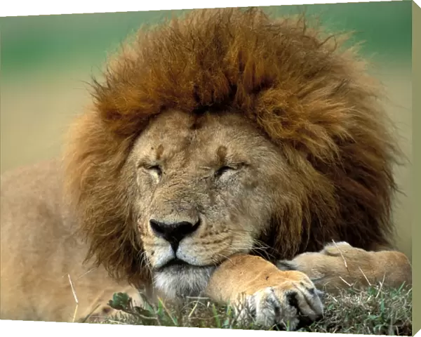 Lion LA 666 Male sleeping - Maasai Mara, Kenya Panthera leo © J. M. Labat  /  ardea. com