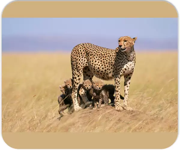 Cheetah - with 6 week old cubs, endangered species