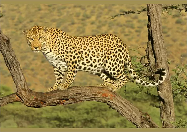 Leopard standing on acacia branch Namibia, Africa