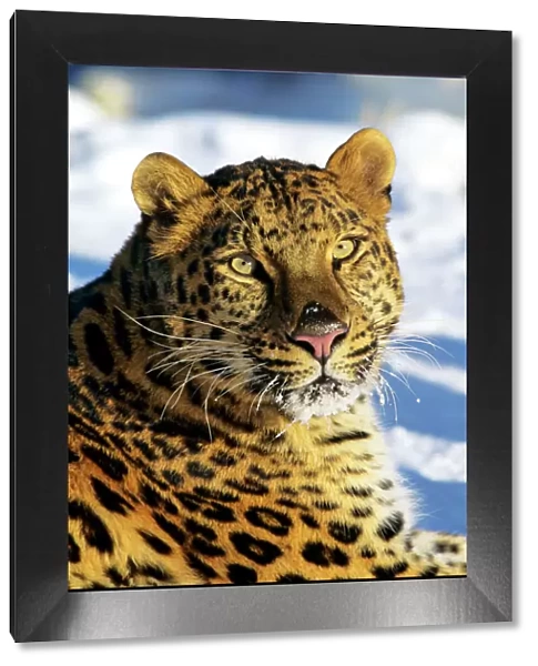 Amur  /  Korean Leopard Endangered Species. Winter. 4MR1701