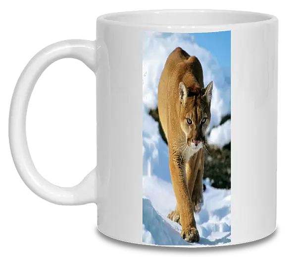 Mountain lion  /  cougar  /  puma - in winter. Western U. S. A MR454