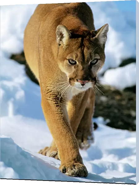 Mountain lion  /  cougar  /  puma - in winter. Western U. S. A MR454