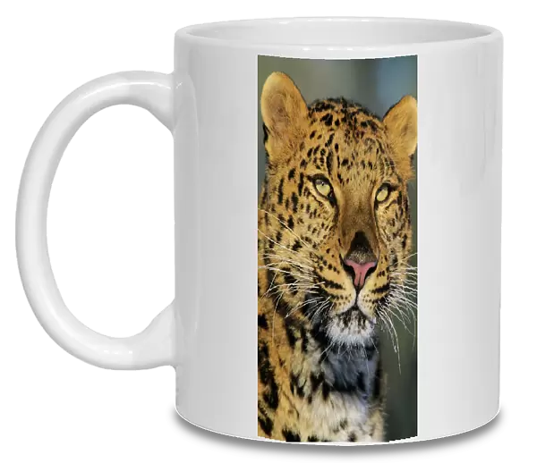 Amur Leopard  /  Korean Leopard - endangered species 4MR1540