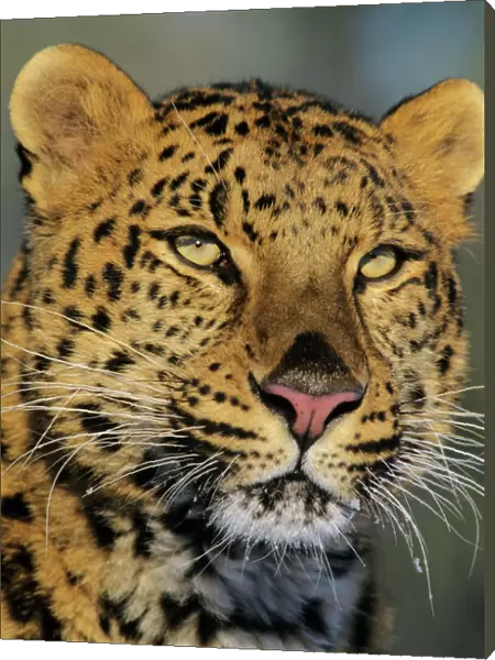 Amur Leopard  /  Korean Leopard - endangered species 4MR1540
