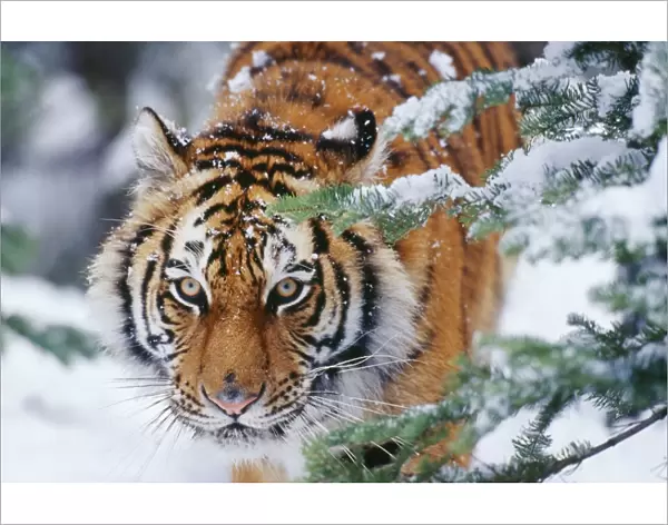 Siberian  /  Amur TIGER - close-up of face