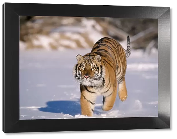 Siberian Tiger - Running in snow. Endangered Species