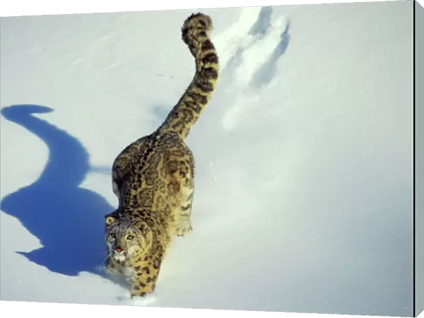 Snow Leopard - Endangered Species, walking through the snow, tail up, with shadow, 4Mr345