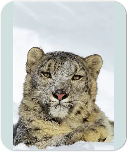 Snow Leopard - face and front paw, sitting in snow, some snow on face. 4MR338