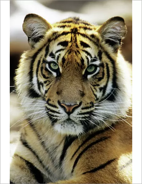 Sumatra Tiger - portrait, Bavaria, Germany