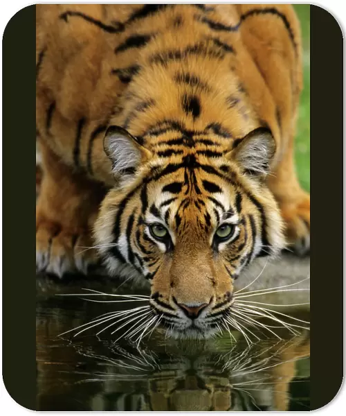 Sumatra Tiger - drinking, portrait, Bavaria, Germany