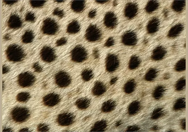 Cheetah - close-up of fur  /  coat, showing spot pattern Cape Province. South Africa. Africa