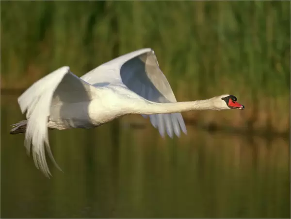 Mute Swan - In flight - Native to Eurasia - Introduced to North America and elsewhere - Can weigh up to over 20 pounds - Not actually mute - makes a variety of calls - Wings produce loud hum in flight unlike other swans - Adults if threatened assume