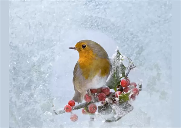 Robin – seen through frost covered window 003526