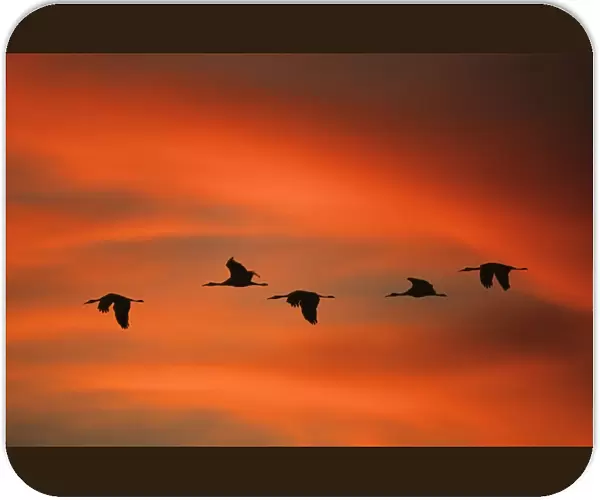Sandill Cranes - in flight at dawn Bosque del Apache NWR, New Mexico, USA BI004513