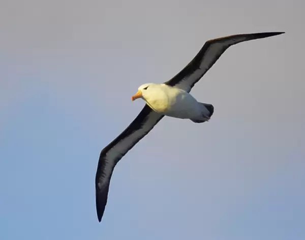 Black Browed Albatross - In flight South Georgia BI007063