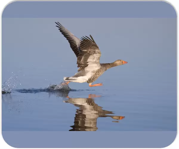Greylag Goose Taking Flight Norfolk Broads UK