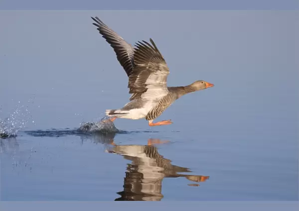 Greylag Goose Taking Flight Norfolk Broads UK