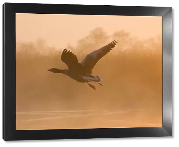 Greylag Goose Taking flight in misty sunrise Hickling Broad Norfolk UK