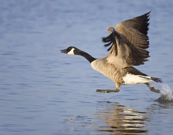 Canada Goose - Taking flight. Hickling Broad Norfolk UK