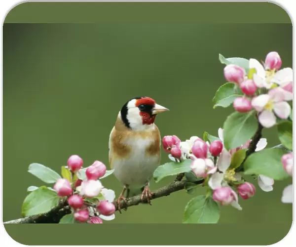 GOLDFINCH - WITH BLOSSOM