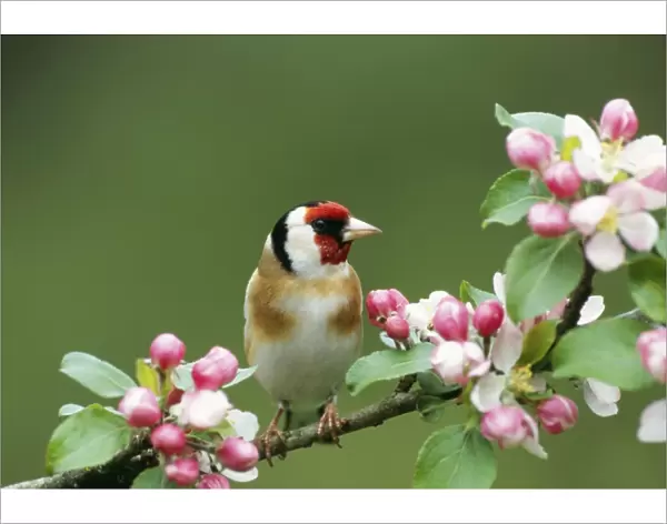 GOLDFINCH - WITH BLOSSOM