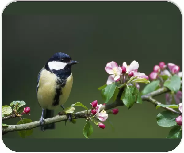 Great Tit - sits on branch