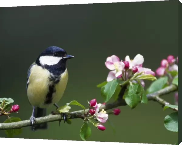 Great Tit - sits on branch