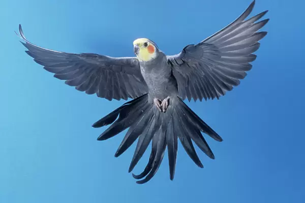 Cockatiel In flight